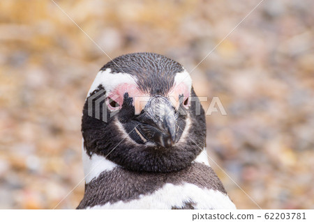 Magellanic penguin close up. Punta Tombo penguin Magellanic penguin close up. Punta Tombo penguin 62203781