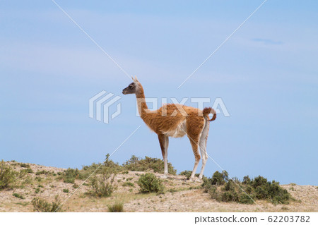 Guanaco close up, wildlife from Patagonia, Guanaco close up, wildlife from Patagonia, 62203782