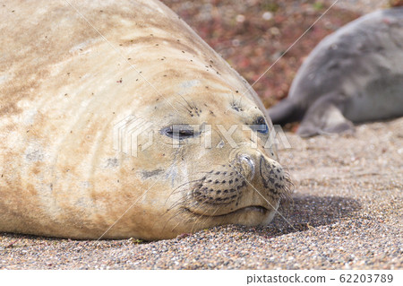 Elephant seal on beach close up, Patagonia, 62203789