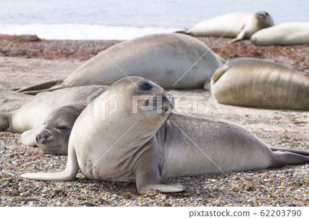Elephant seal on beach close up, Patagonia, 62203790