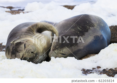 Elephant seals on beach close up, Patagonia, Elephant seals on beach close up, Patagonia, 62203814