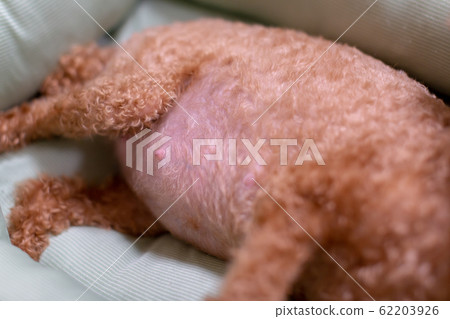 玩具貴賓犬孕婦產婦狗 玩具貴賓犬孕婦產婦狗 62203926