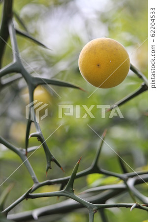 Fruits of Calyuti Fruits of Calyuti 62204533