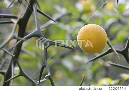 Fruits of Calyuti Fruits of Calyuti 62204534
