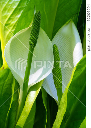 White skunk cabbage, Lysichitum camtschatcense White skunk cabbage, Lysichitum camtschatcense 62204994