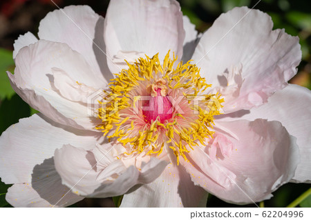 Peony, Paeonia Peony, Paeonia 62204996