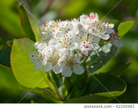 Black chokeberry, Aronia melanocarpa Black chokeberry, Aronia melanocarpa 62205061