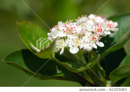 Black chokeberry, Aronia melanocarpa Black chokeberry, Aronia melanocarpa 62205063