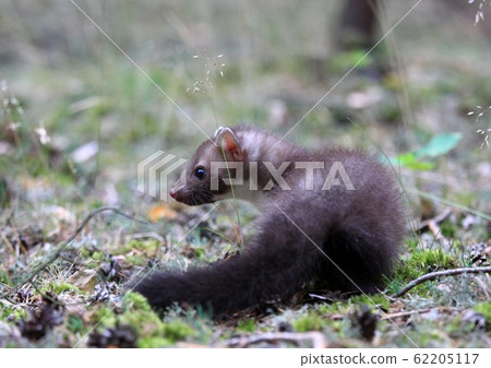 Young Marten beech, lat. Martes foina 62205117