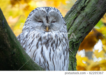 Ural Owl, Strix uralensis, sitting on tree branch Ural Owl, Strix uralensis, sitting on tree branch 62205367