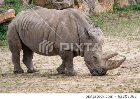 Southern white rhinoceros (Ceratotherium simum Southern white rhinoceros (Ceratotherium simum 62205368