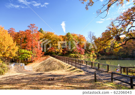 Autumn leaves of Sayama Park Takebe Pond Autumn leaves of Sayama Park Takebe Pond 62206043
