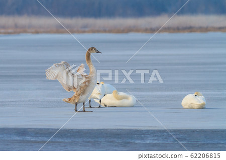 white swans in winter white swans in winter 62206815