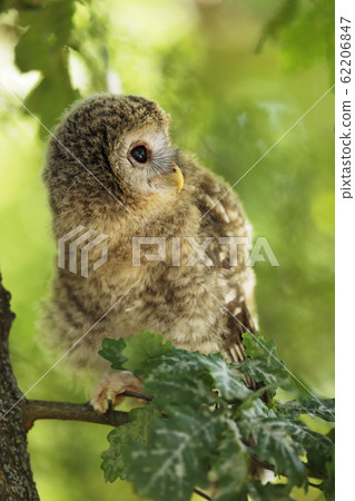 Nestling of tawny owl - Strix aluco - sit on oak 62206847