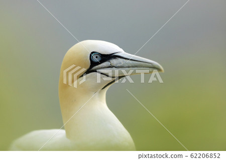 Beautiful morning light. Northern gannet, detail 62206852