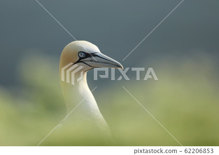 Beautiful morning light. Northern gannet, detail 62206853