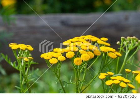 Beautiful yellow yarrow, herbal plant in summer. 62207526