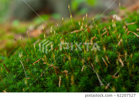 Colorful green fresh forest Polytrichales moss. 62207527