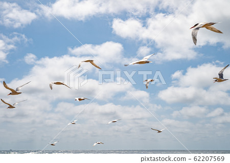 A flock of seagull in the sky above sea level 62207569