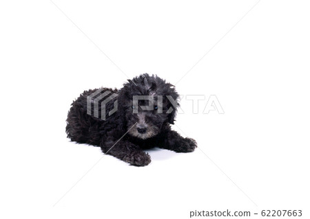 Bedlington Terrier 62207663