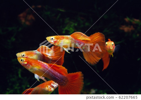 孔雀魚 62207665