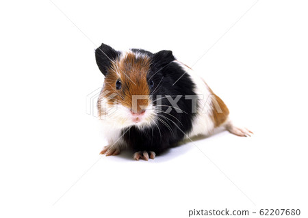 Guinea pig Guinea pig 62207680
