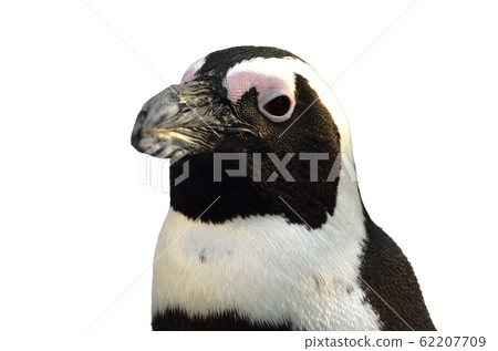 Cape penguin up 62207709