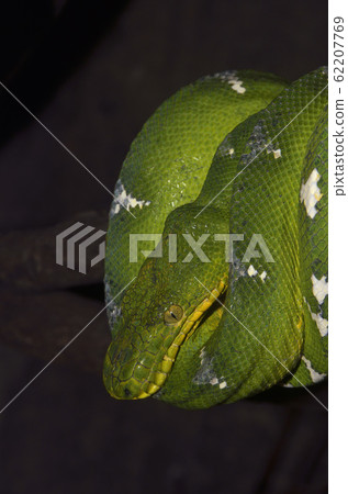 Emerald Tree Boa 62207769