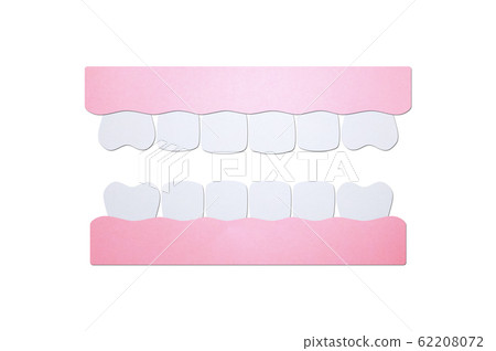 model tooth of healthy teeth model tooth of healthy teeth 62208072