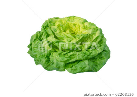 Lettuce salad head isolated on white Lettuce salad head isolated on white 62208136