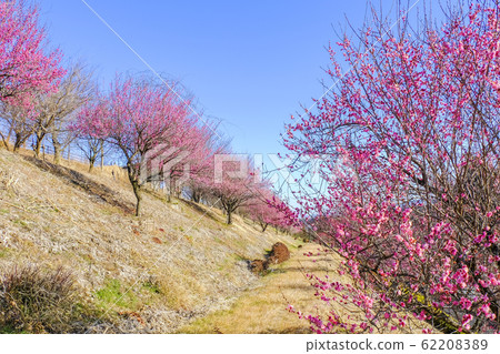 坎白梅走道3 62208389