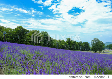 沿電梯的薰衣草田地1 沿電梯的薰衣草田地1 62208391