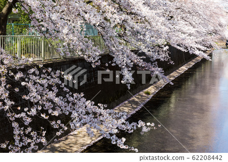 (Tokyo-Landscape) Row of cherry trees along the Kanda River 1 62208442