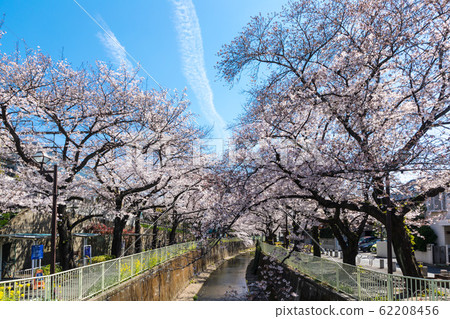 (東京風景)神田川上的櫻花樹4 (東京風景)神田川上的櫻花樹4 62208456