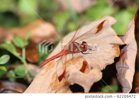 Miyama Macane 62208472