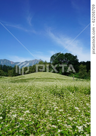 在初夏就可以欣賞到中山信州高原和北阿爾卑斯山美景的蕎麥田 在初夏就可以欣賞到中山信州高原和北阿爾卑斯山美景的蕎麥田 62208709