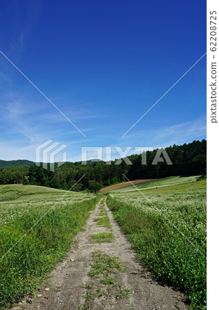 初夏的蕎麥田景色優美信州中山高原 初夏的蕎麥田景色優美信州中山高原 62208725
