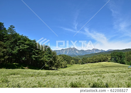 在初夏就可以欣賞到中山信州高原和北阿爾卑斯山美景的蕎麥田 在初夏就可以欣賞到中山信州高原和北阿爾卑斯山美景的蕎麥田 62208827