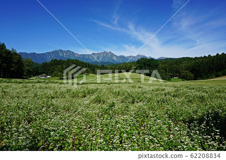 在初夏就可以欣賞到中山信州高原和北阿爾卑斯山美景的蕎麥田 在初夏就可以欣賞到中山信州高原和北阿爾卑斯山美景的蕎麥田 62208834