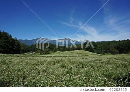 在初夏就可以欣賞到中山信州高原和北阿爾卑斯山美景的蕎麥田 在初夏就可以欣賞到中山信州高原和北阿爾卑斯山美景的蕎麥田 62208835