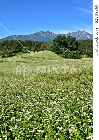 Soba fields with superb views Shinshu Nakayama Kogen and the Northern Alps in early summer Soba fields with superb views Shinshu Nakayama Kogen and the Northern Alps in early summer 62208860