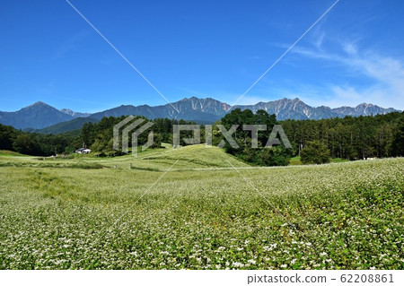 Soba fields with superb views Shinshu Nakayama Kogen and the Northern Alps in early summer Soba fields with superb views Shinshu Nakayama Kogen and the Northern Alps in early summer 62208861