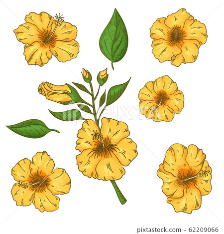 Hibiscus flowers set with leaves. Isolated on white background. 62209066