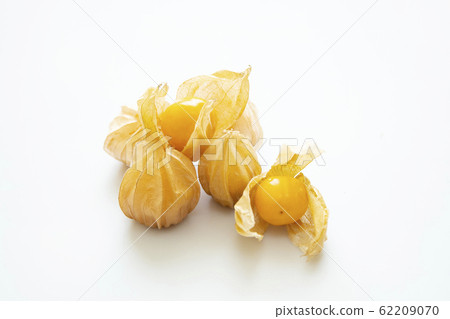 食用hozuki 食用hozuki 62209070