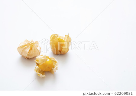 食用hozuki 食用hozuki 62209081