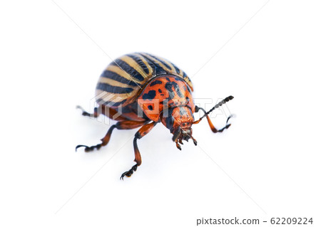 Colorado beetle photographed on a white background Colorado beetle photographed on a white background 62209224