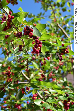 June Berry And Blue Sky In The Garden Stock Photo 6292