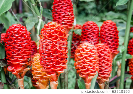 Shampoo ginger flowers 62210193