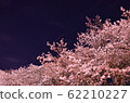 夜晚的櫻花 62210227