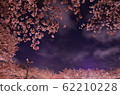 夜晚的櫻花 62210228